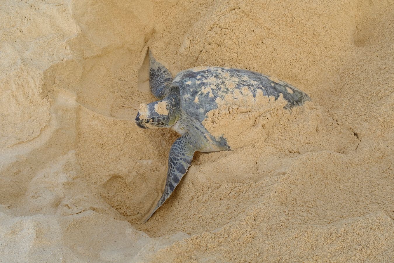 Green turtle uses its front flippers to cover the nest where it has just spawned with sand.