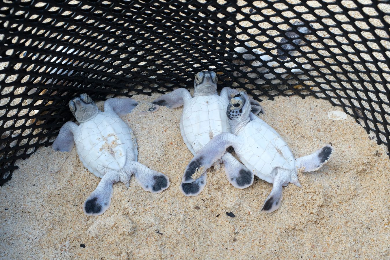 Comical moment of three newborn green turtles lying on their backs in the hatchery nest.