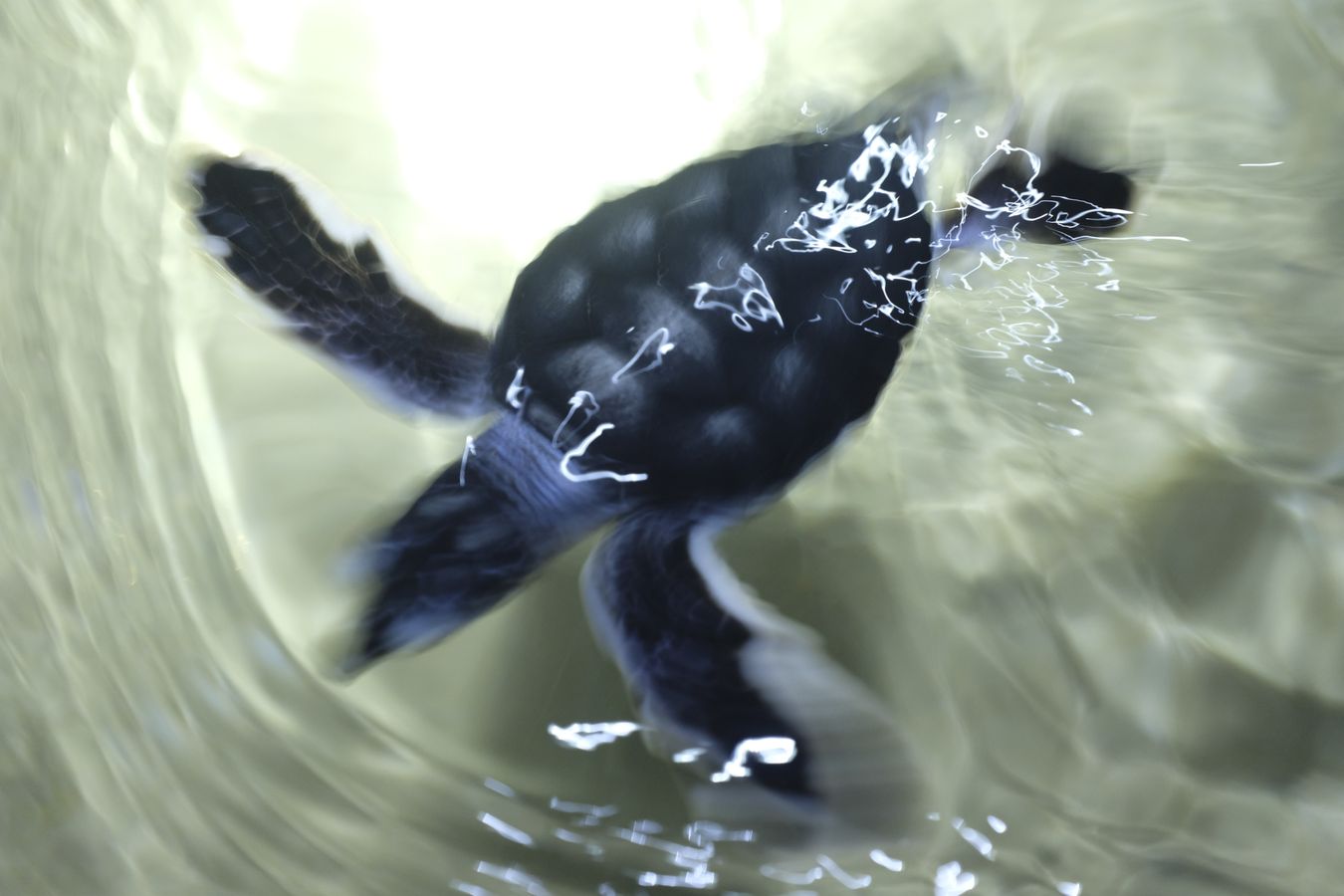 Baby green sea turtle swimming for the first time in the ocean.