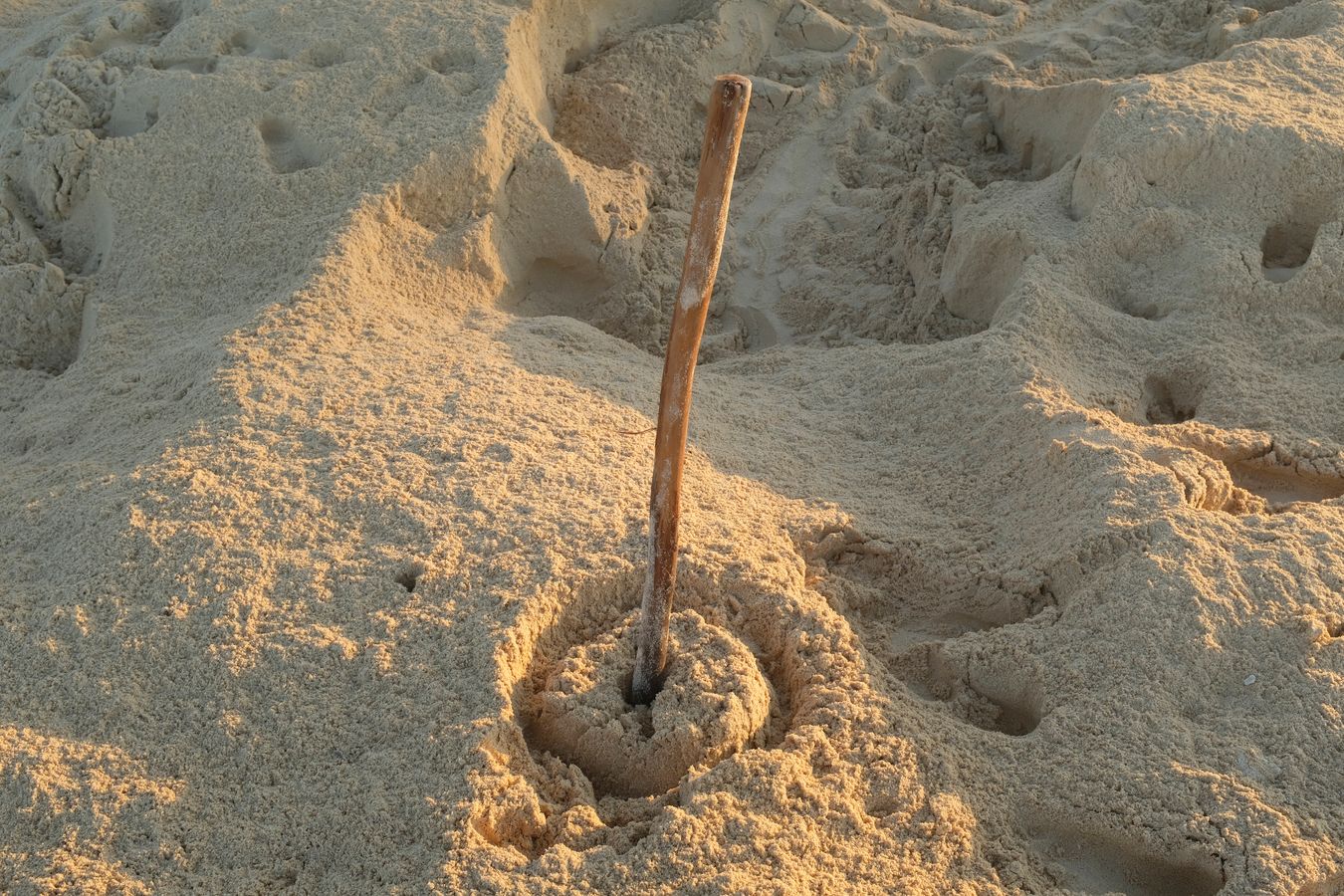 A stick placed by a ranger marks the exact place where the nest with the sea turtle eggs is.