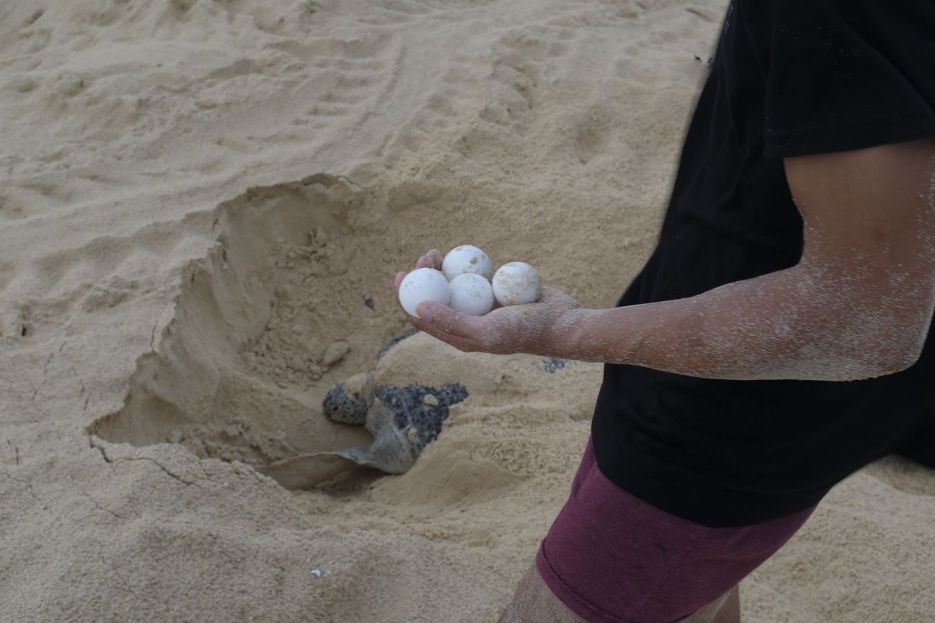 A ranger collects eggs to transfer them to the hatchery while a green turtle finishes covering the nest where it has just deposited its eggs with sand.