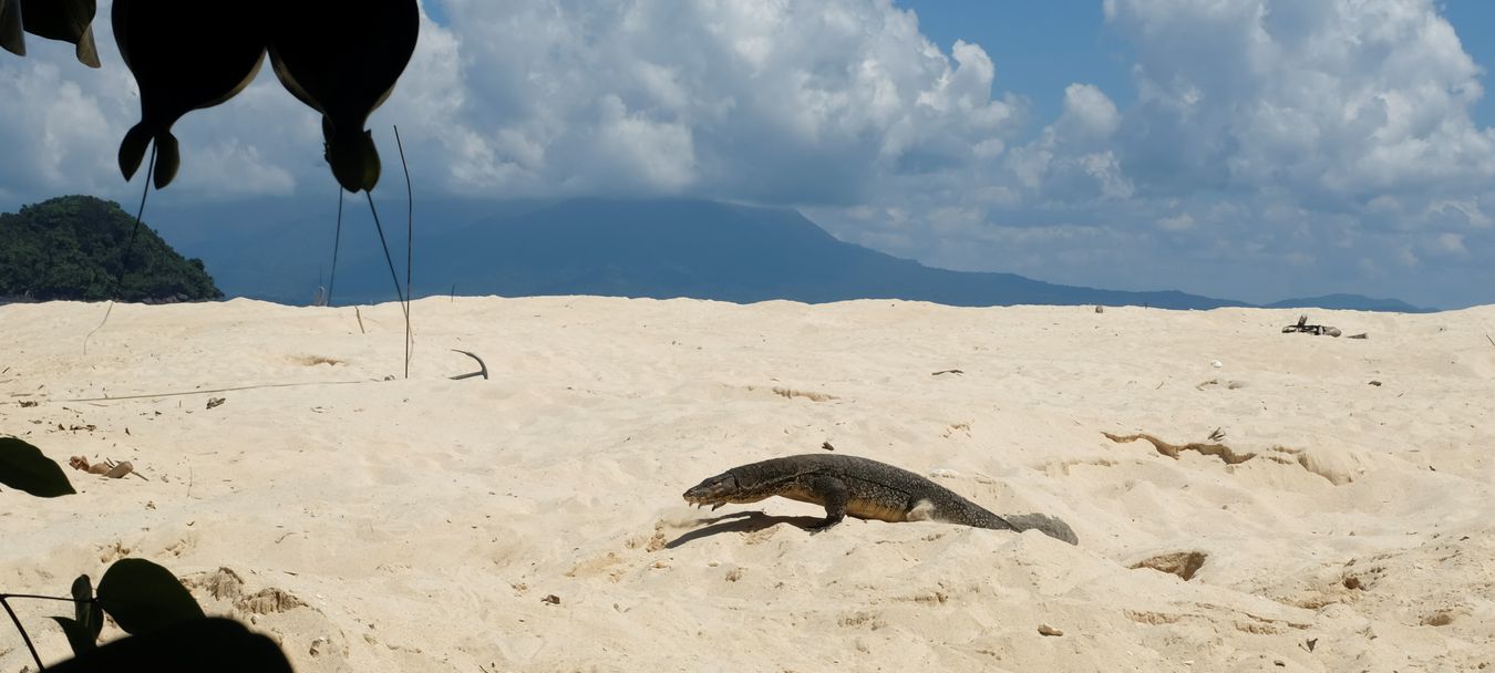 A water monitor lizard emerges from a hole in the sand on the beach where it has been searching for sea turtles eggs.