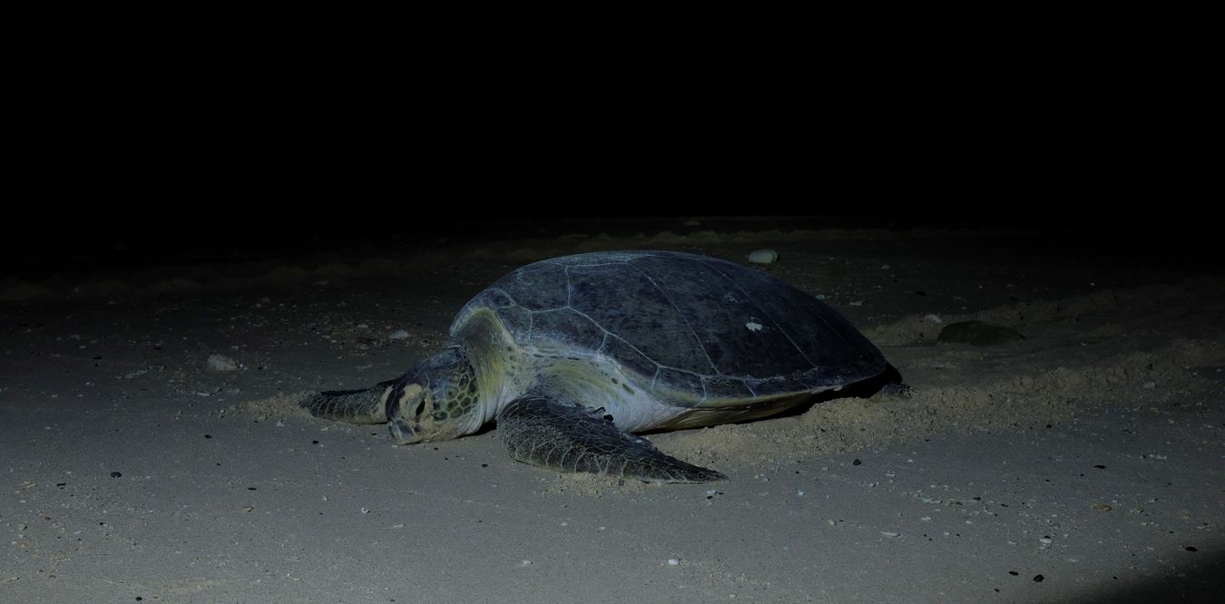 A green turtle rest for a moment on the sand on its way back to the ocean after laying its eggs.
