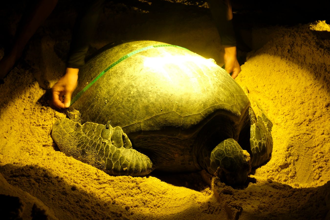 Ranger measuring a green turtle.