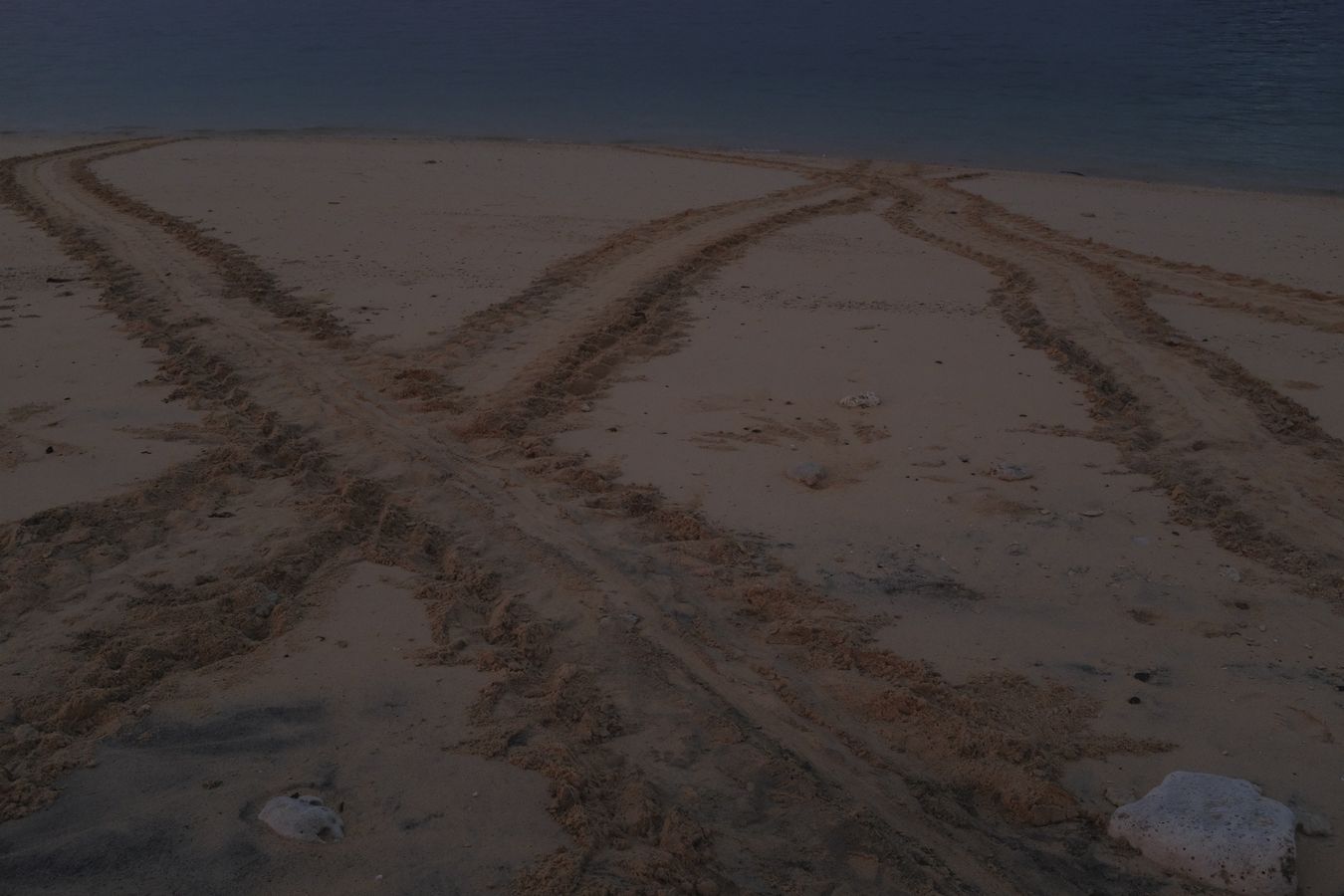 Footprints of sea turtle in the sand as they return to the ocean after laying their eggs.