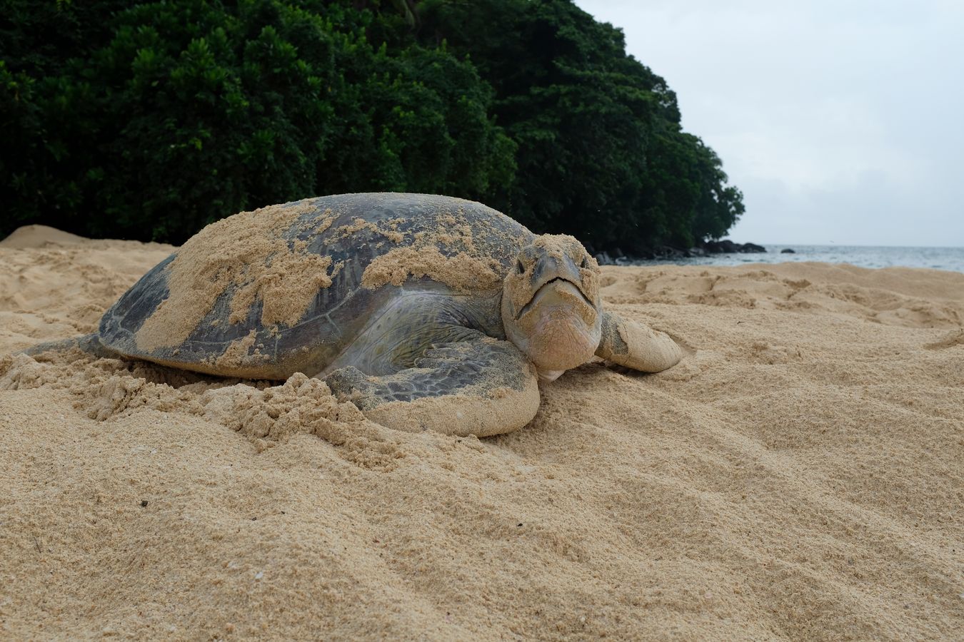 Portrait of a green turtle.