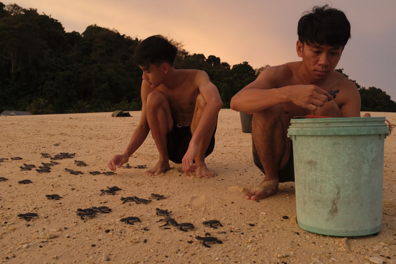 Aldrin and Aidil release the green turtles born that day on the beach.
