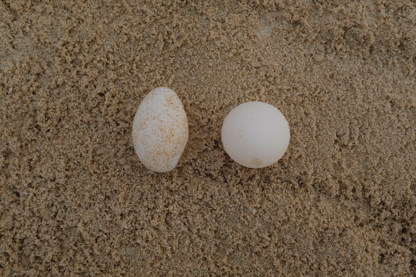 Normal egg and oval egg of green turtle.