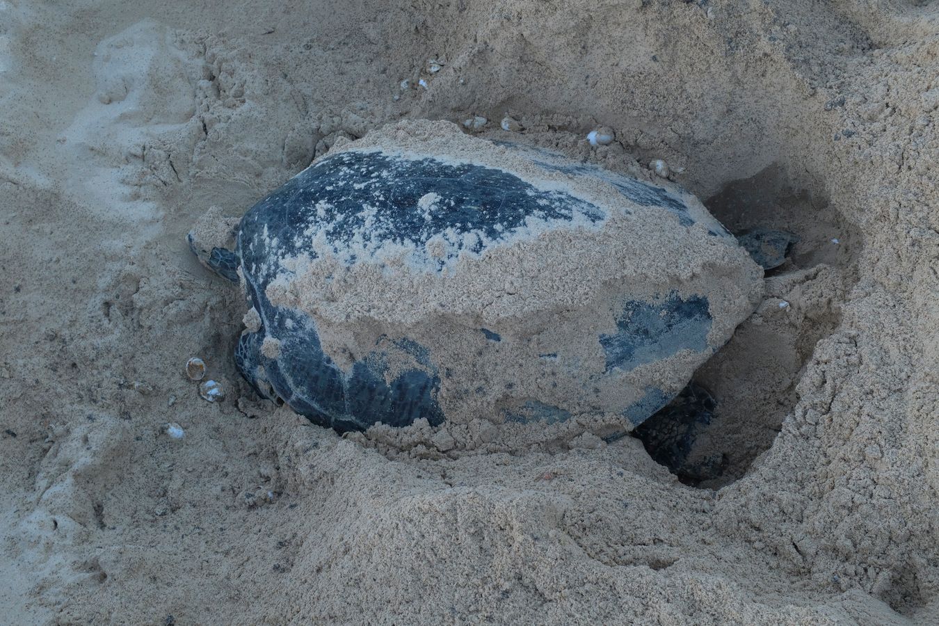Green turtle that just finished spawning and thet when digging it took out some eggs from other nest that were already deposited there days or weeks befora.