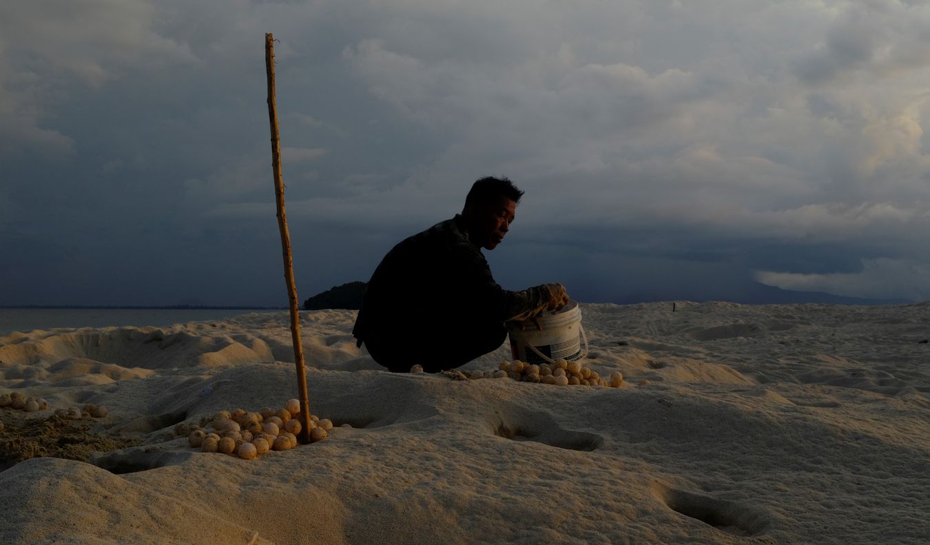 At sunset, a ranger collects green turtle eggs removed from their nest for transport to their new nest at the hatchery.