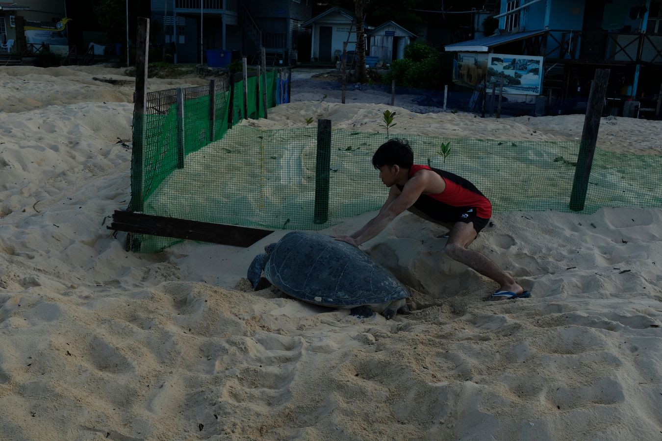 Aidil gently pushes a green turtle that was about to dig its nest right in the protection net of the hatchery.