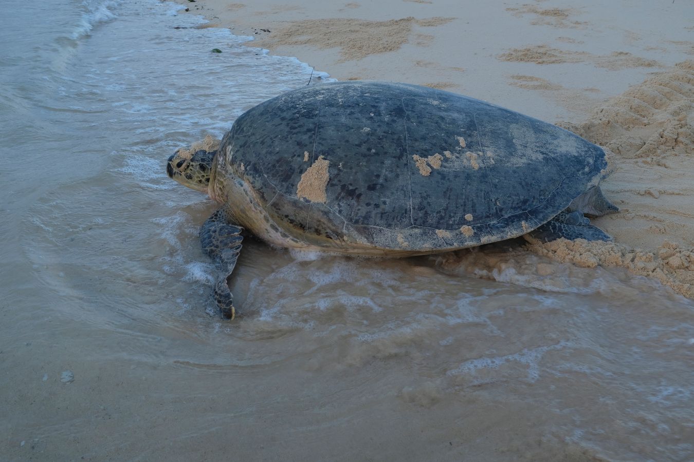 Green turtle entering the ocean after laying its eggs.