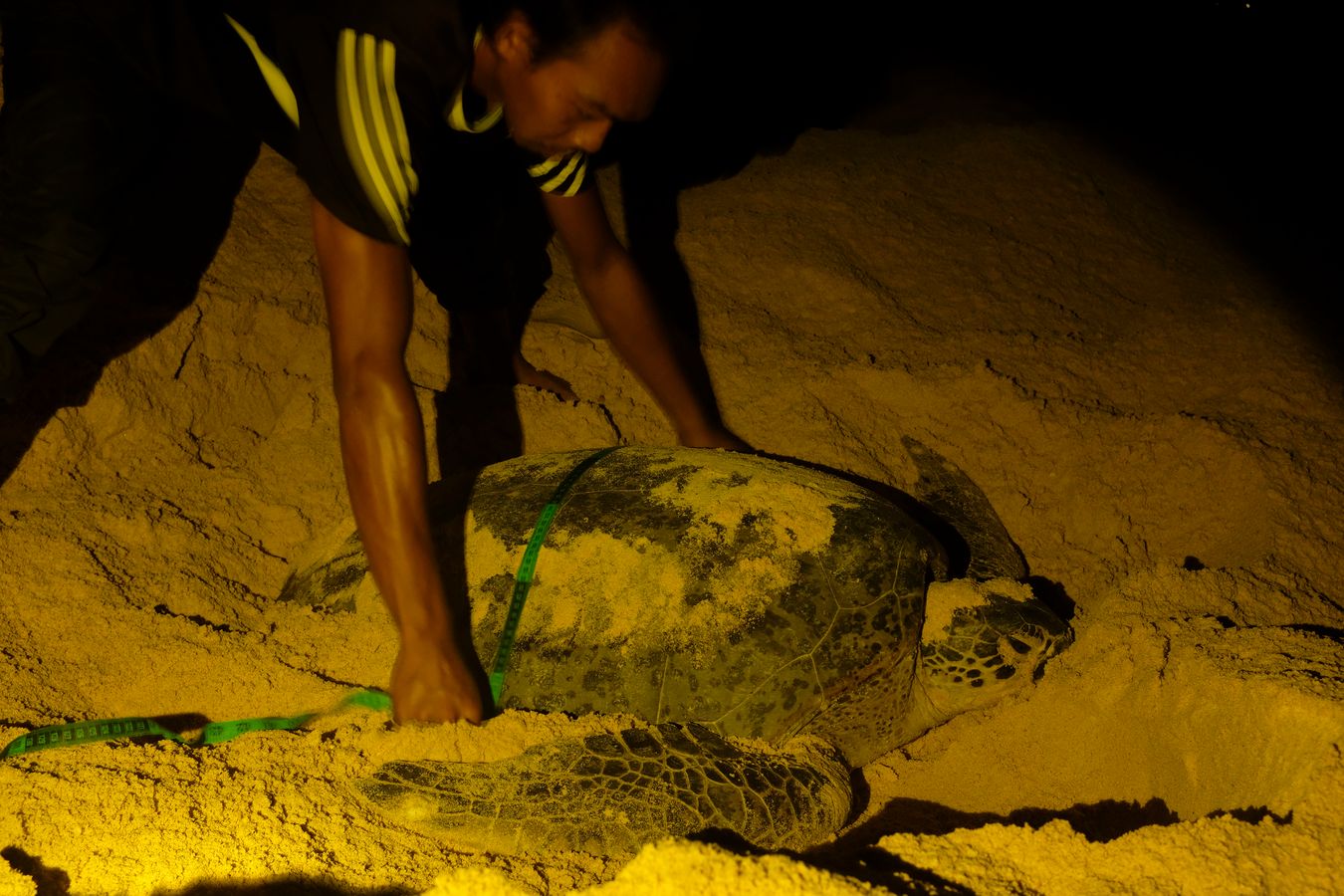 Ranger measuring a green turtle.