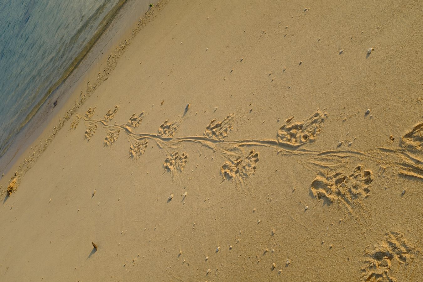 Tracks of water monitor lizard coming from the ocean towards the beach.