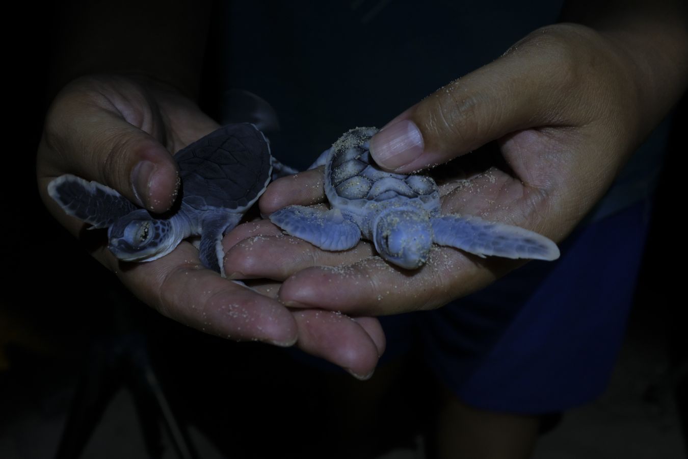 Newborn albino green turtle. Only one albino turtle is born for every 100.000 hatched eggs.