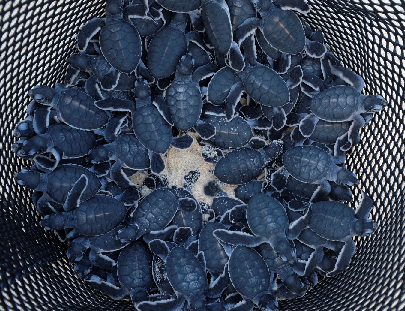 Dozens of newborn green turtles in their individual nest at the hatchery. 