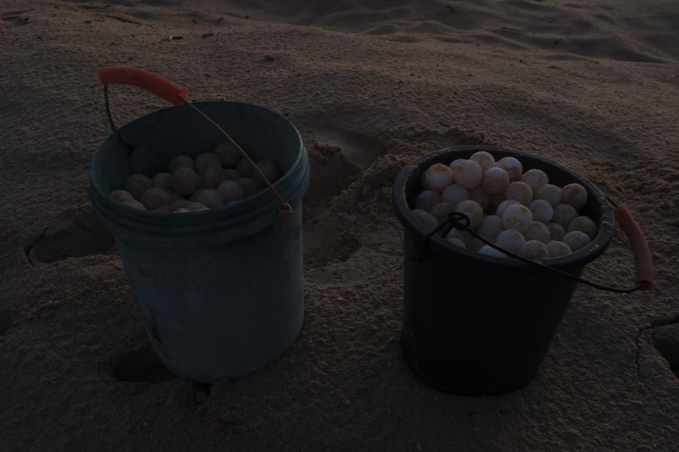 Two buckets full of green turtle eggs just taken from their nests and ready to be transferred to the hatchery.
