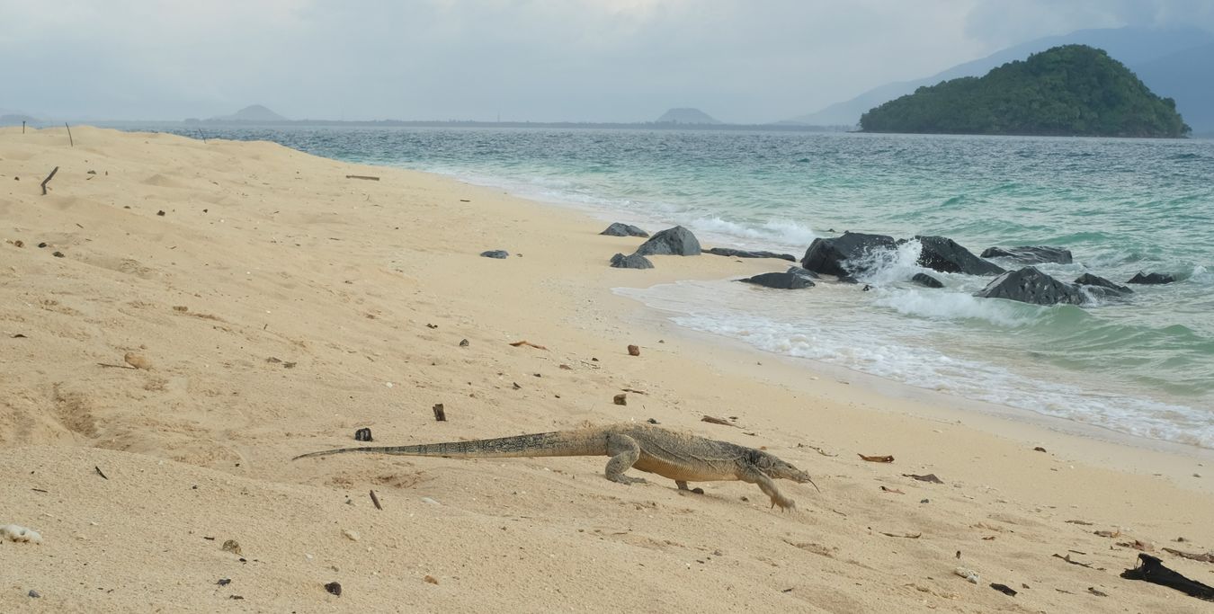 Sand-covered water monitor lizard having been digging for sea turtle eggs.
