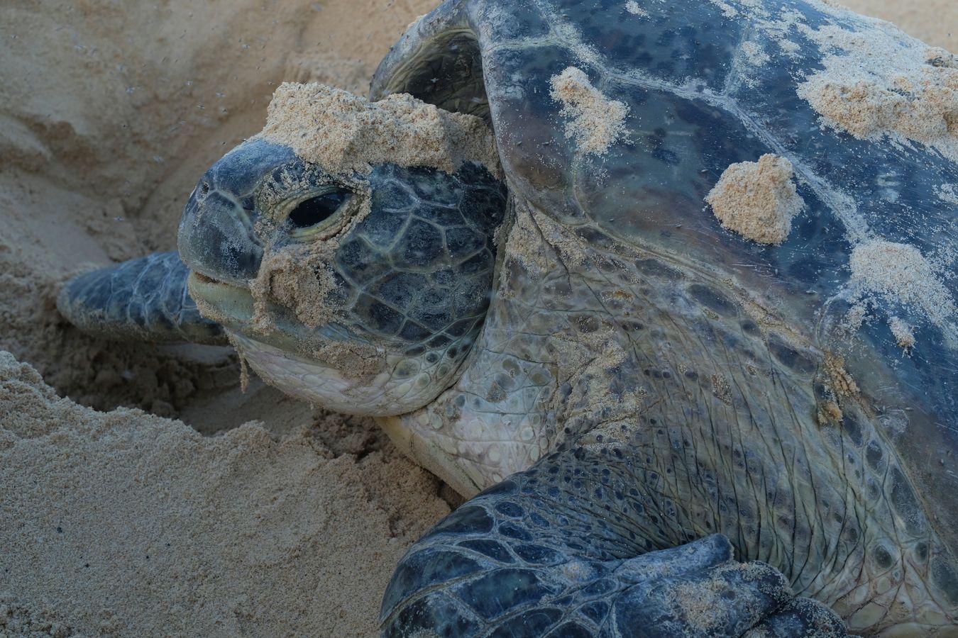 Close portrait of a green turtle.