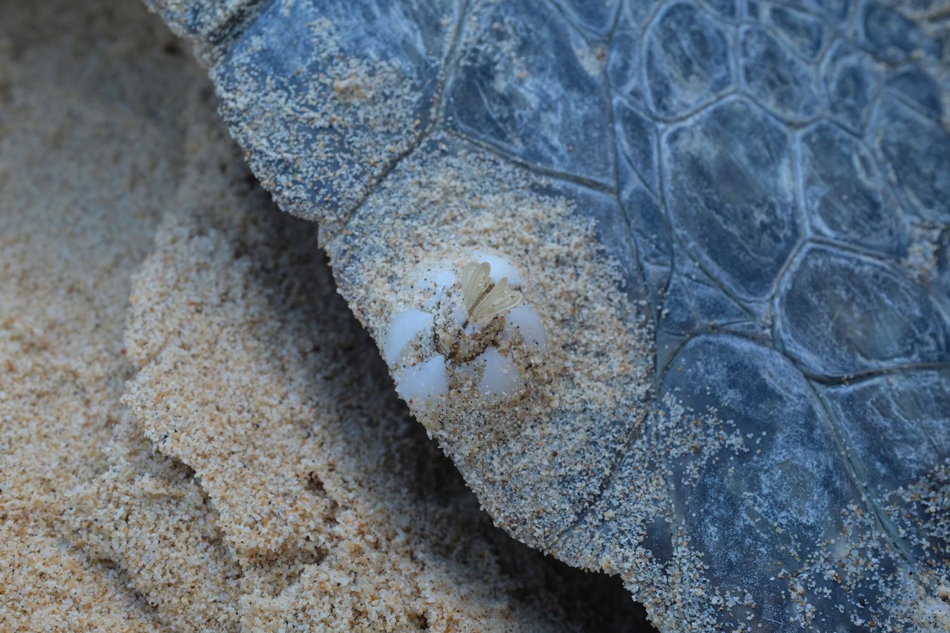 Close-up portrait of a Barnacles crustacean { Chelonibia Testudinaria } attached to the front flipper of a green turtle. 