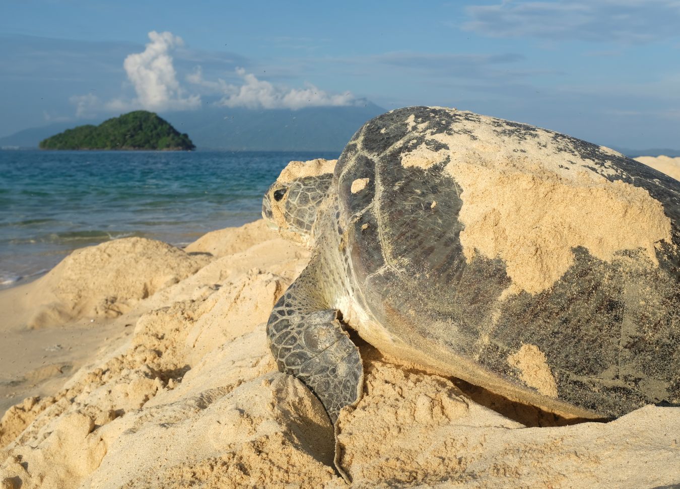 With the sun already high, a green turtle rests for a moment on its way back to the ocean, in the background the small island Talang Kecil.