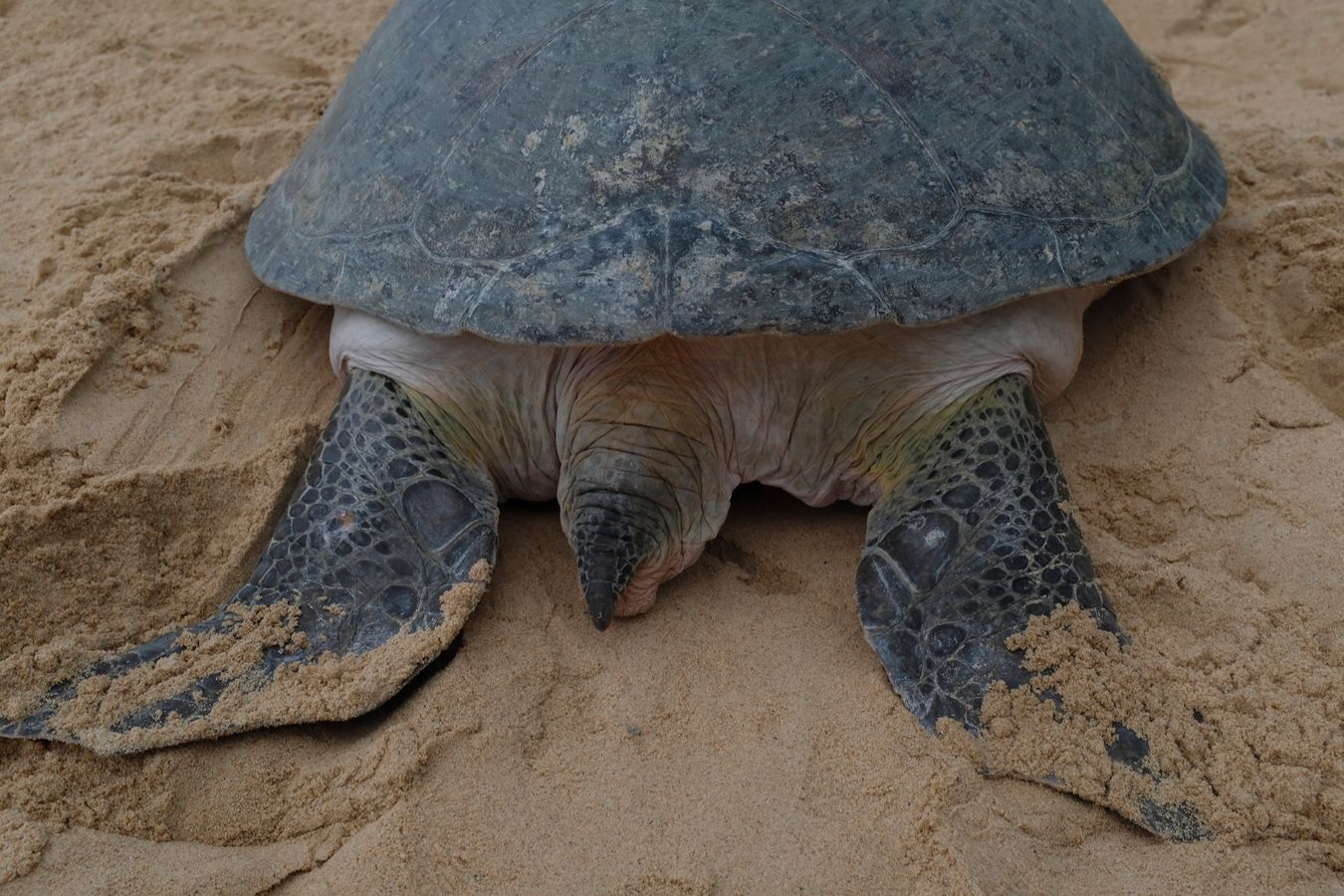 Details of the back of the green turtle.