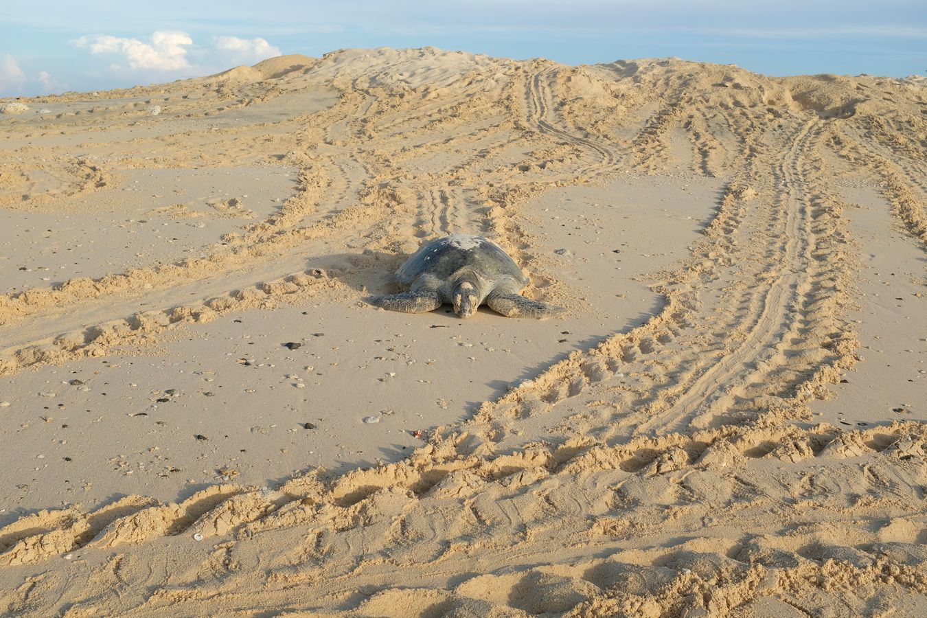 Already in the morning green turtle goes down a dune on the beach on its return to the ocean after laying its eggs.
