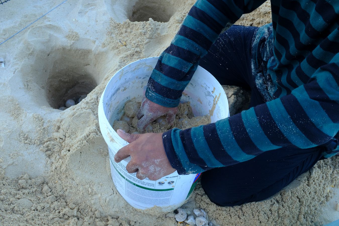 Ranger moves green turtle eggs into their new nests at the hatchery.