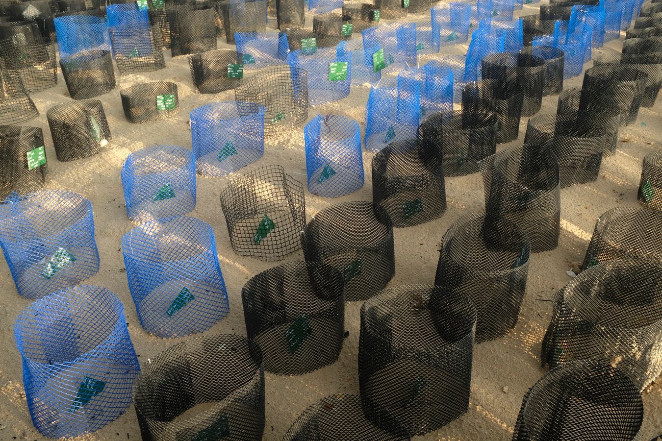 Partial view of individual sea turtle nests in the hatchery.