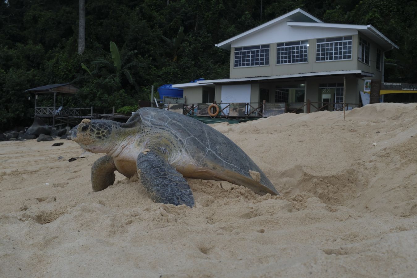 Green turtle coming out of the hole where it deposited its eggs.