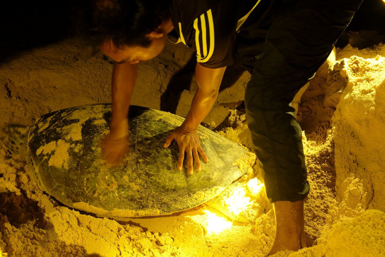 Ranger removes barnacles crustaceans that a green turtle has attached to its shell.