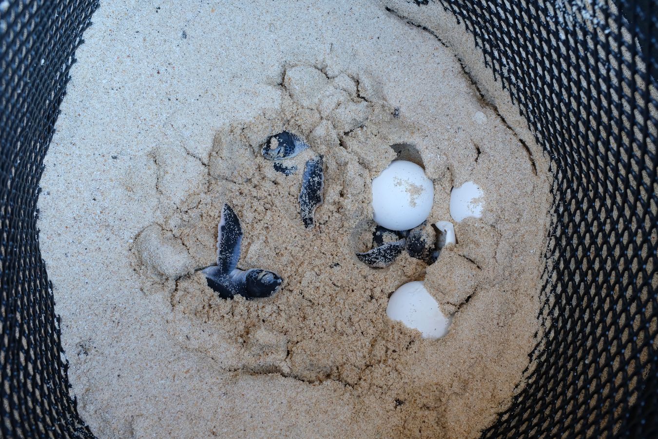 Green turtle hatching in their individual nest at the hatchery.