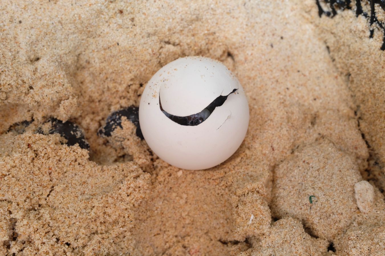Recently broken green turtle egg even with the entire baby turtle inside.