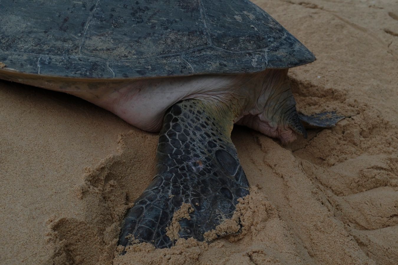Close view of hind leg and tail of green turtle.