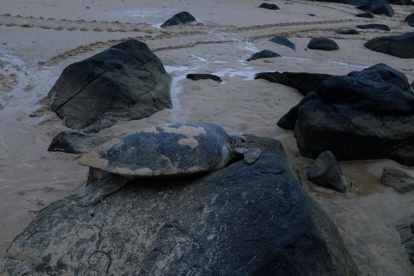 Green turtle perched on a rock on the beach.