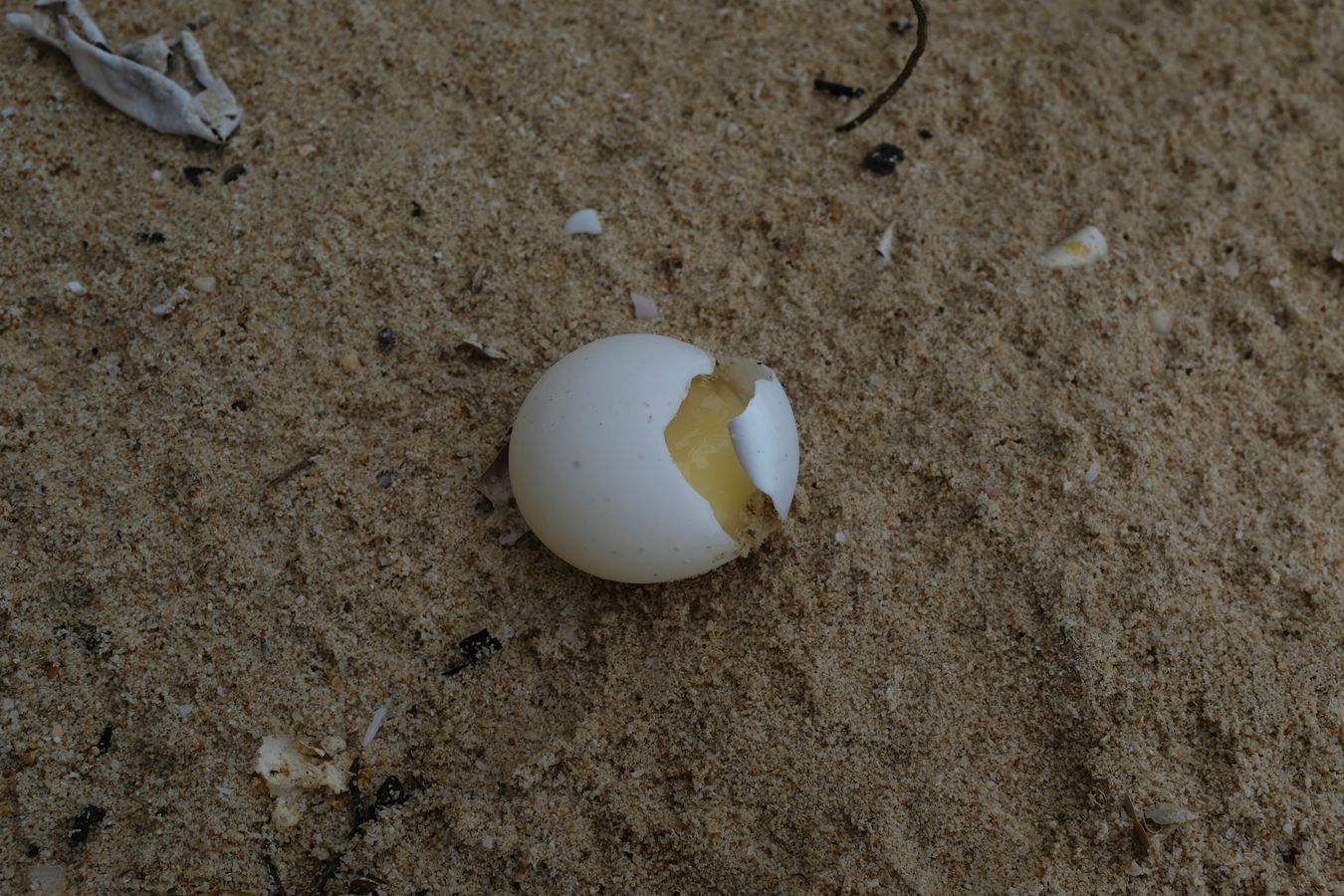 Green turtle egg of approximately 2 weeks of incubation broken on the beach.