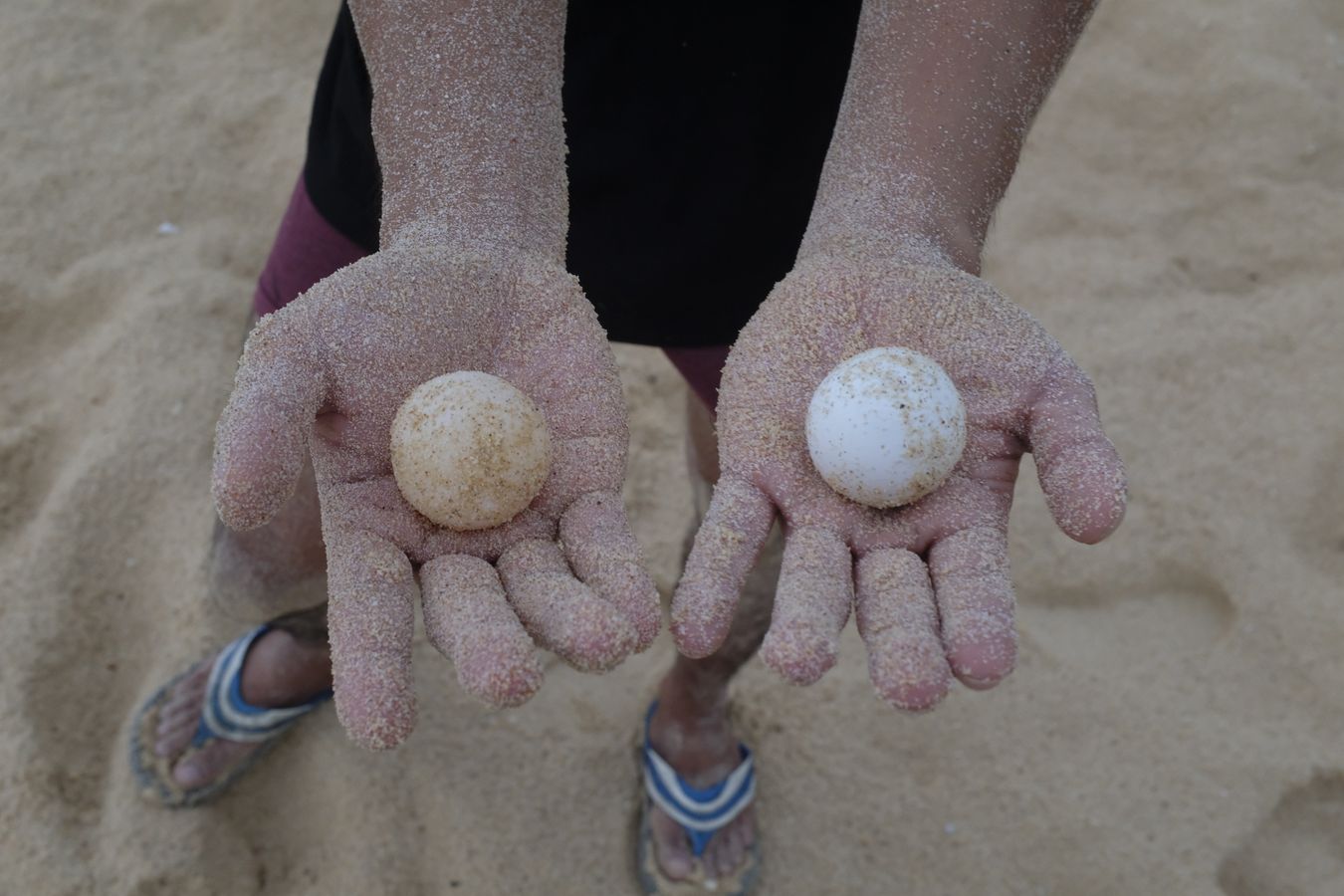 Two green turtle eggs: the one on the left that is more yellowish and soft is a recently laid egg, the one on the right that is whiter and harder is an egg that has been incubated for some time. 