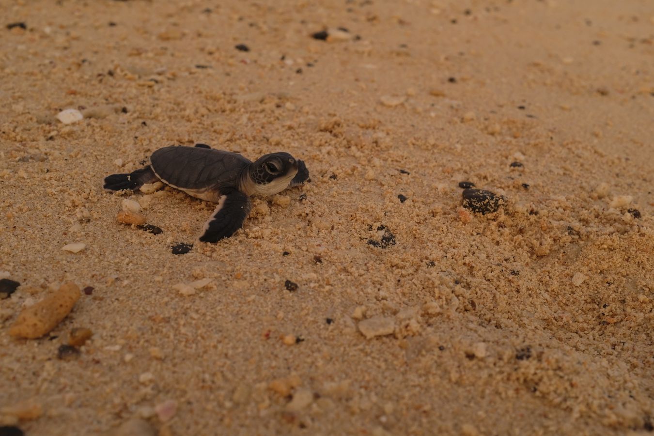 Newborn green turtle on its way to the sea.