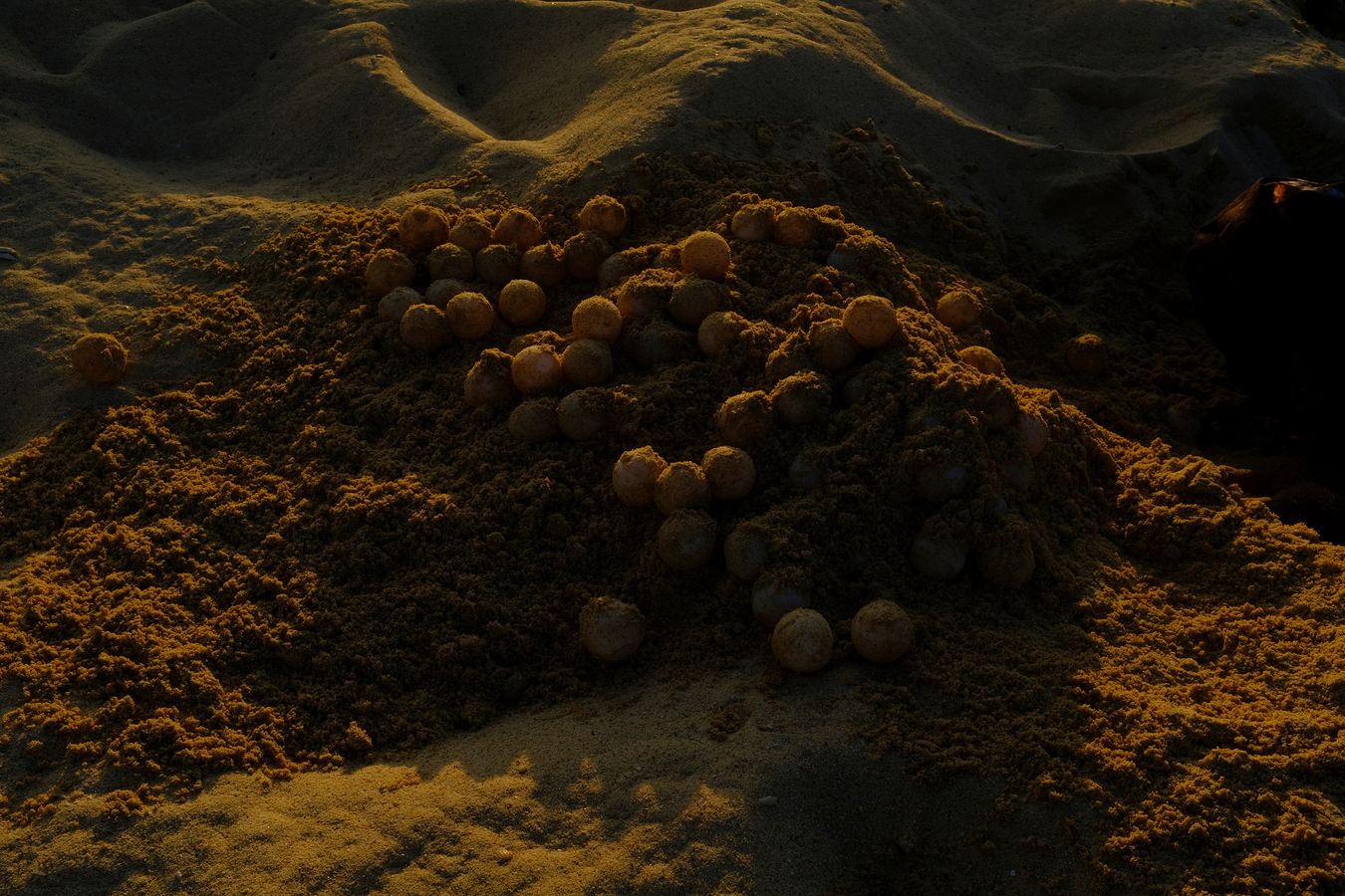 Green turtle eggs recently removed from their nest.