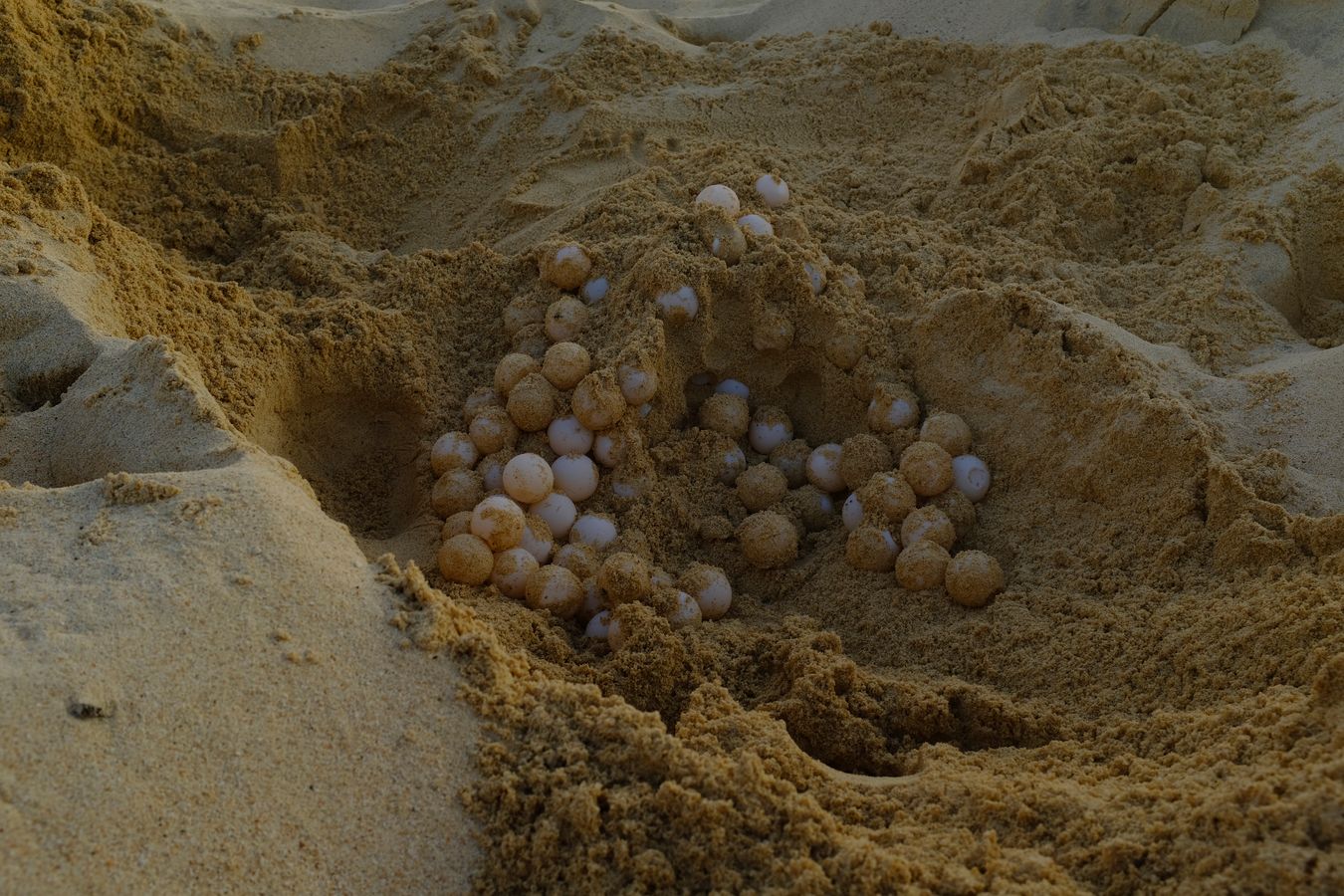 Recently removed green turtle eggs from its nest.