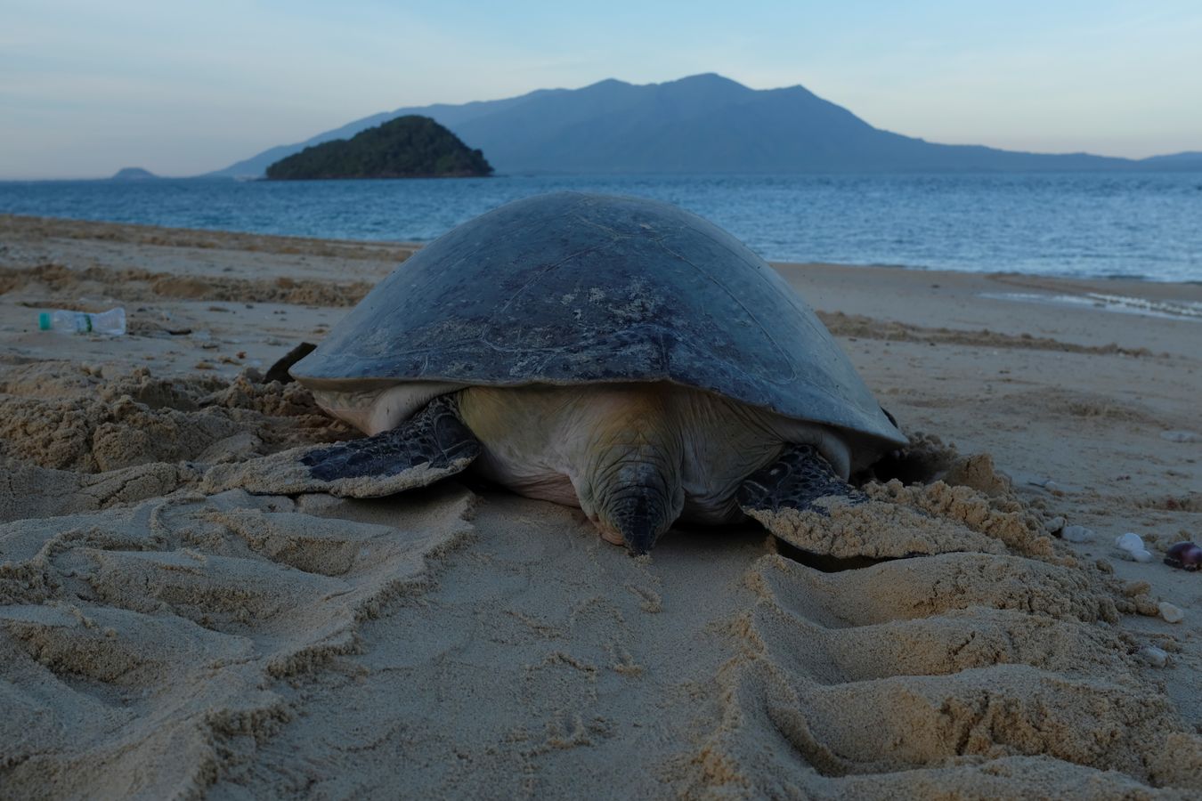 Green turtle returning to the ocean seen from behind, with the small island Talang Kecil and Pueh Mountain in the background.