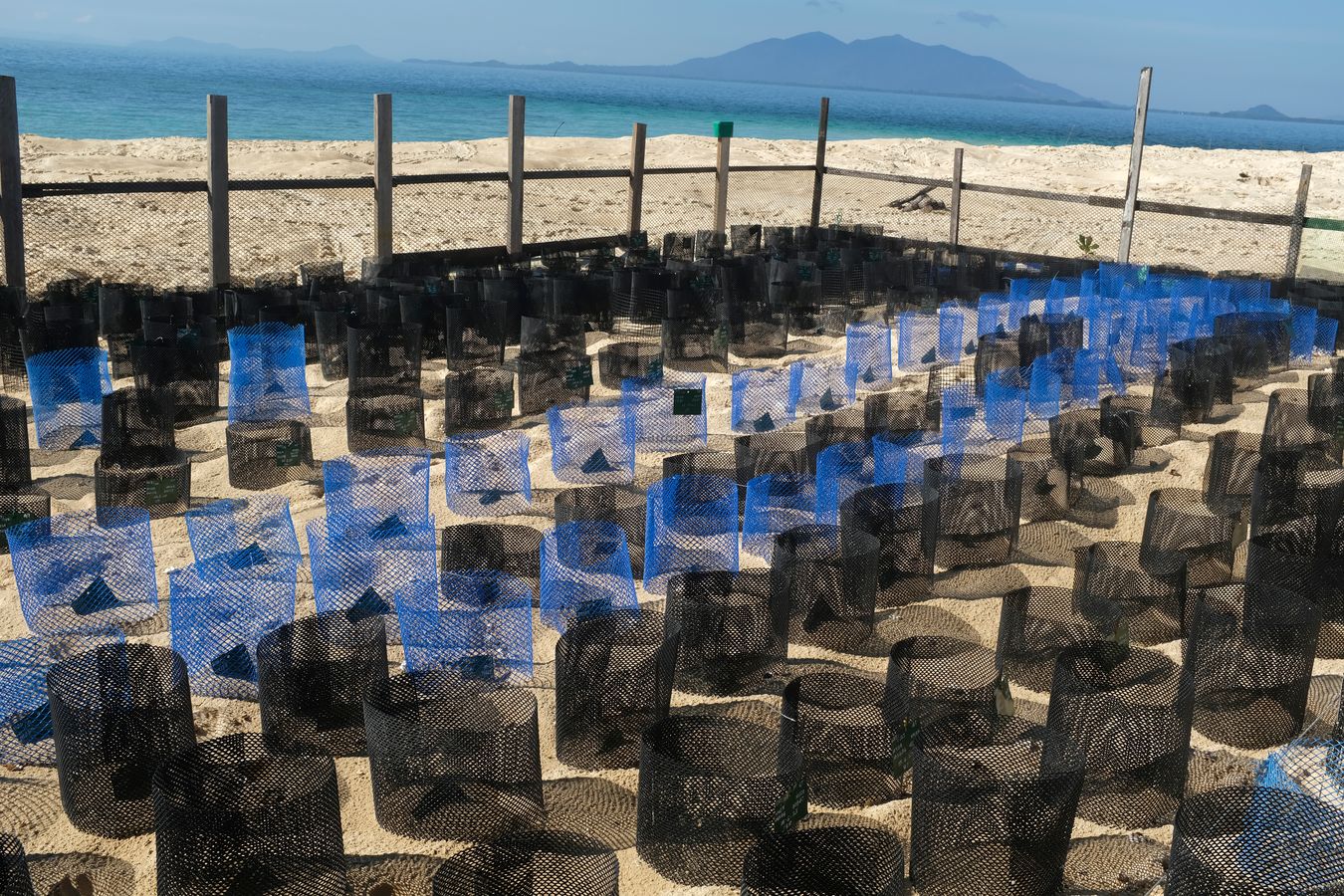 View of the individual sea turtle nests in the hatchery.