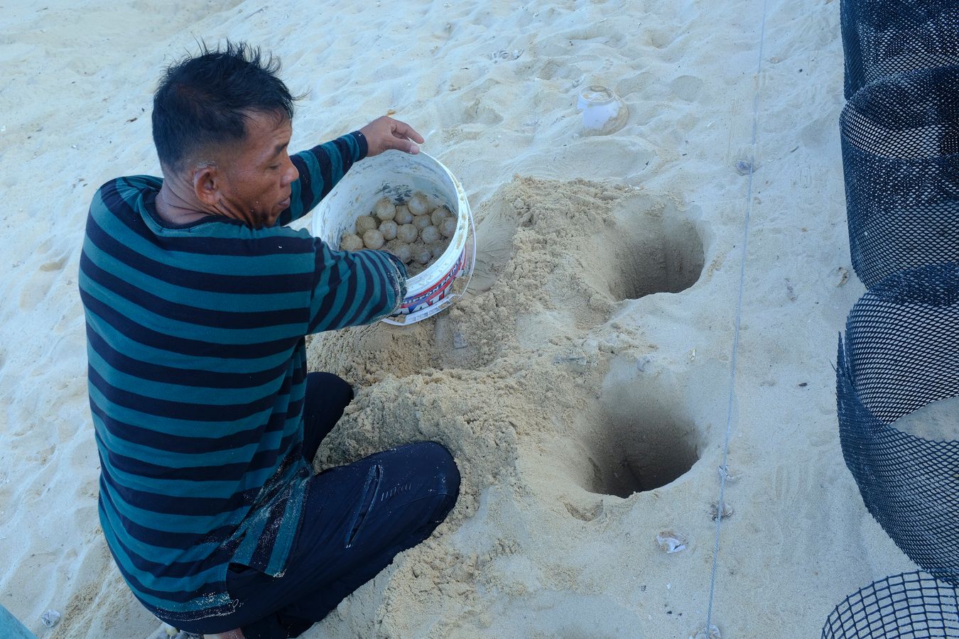 Green turtle eggs collected early in the morning are deposited by the ranger in their new nests on the hatchery.