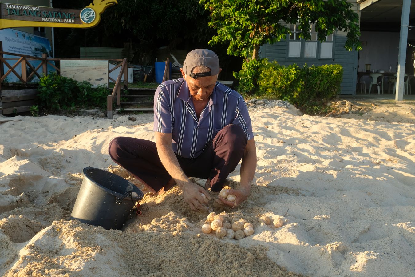 LPP boat driver Mohamad collects green turtle eggs.