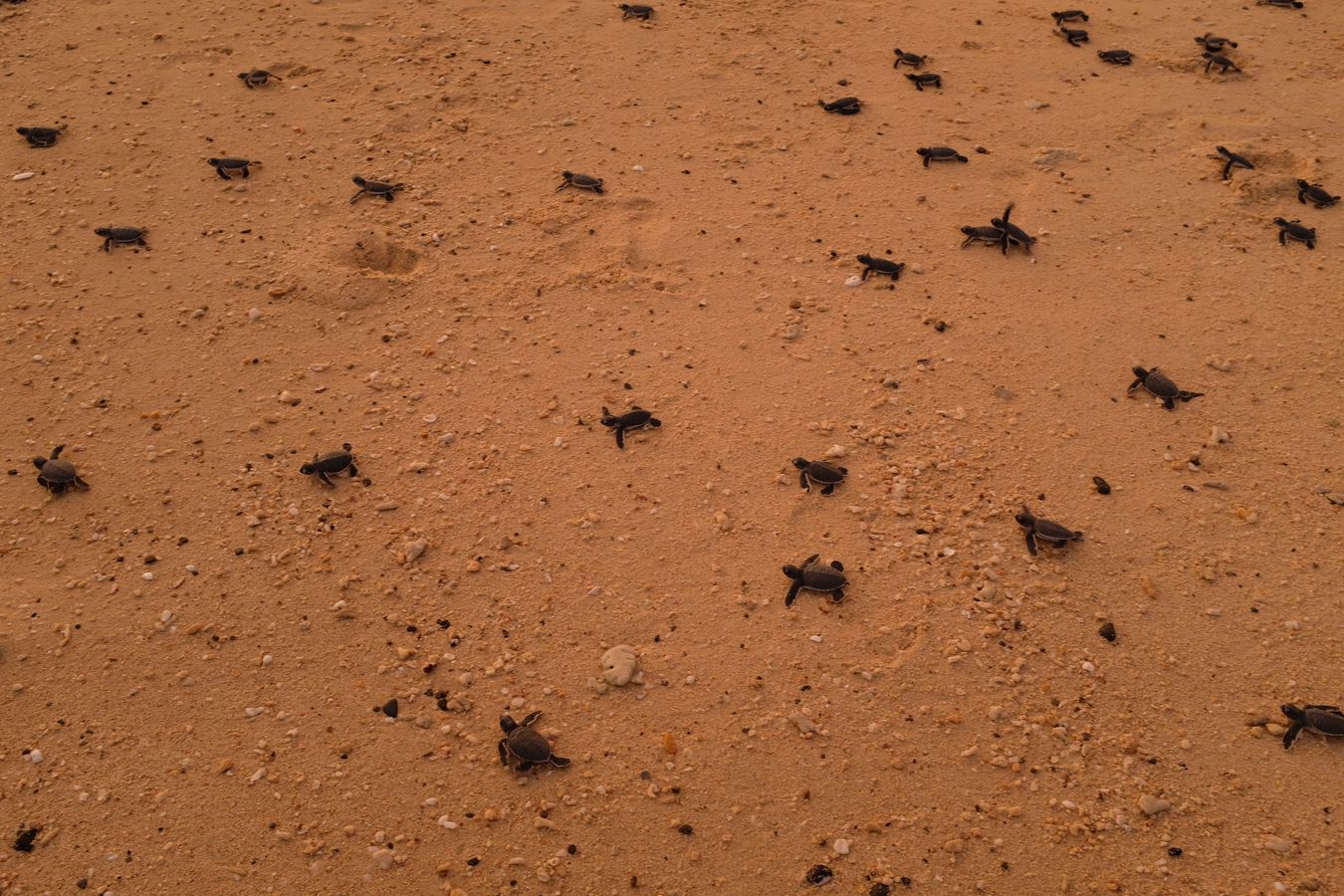 Dozens of newborn green turtle race into the ocean.