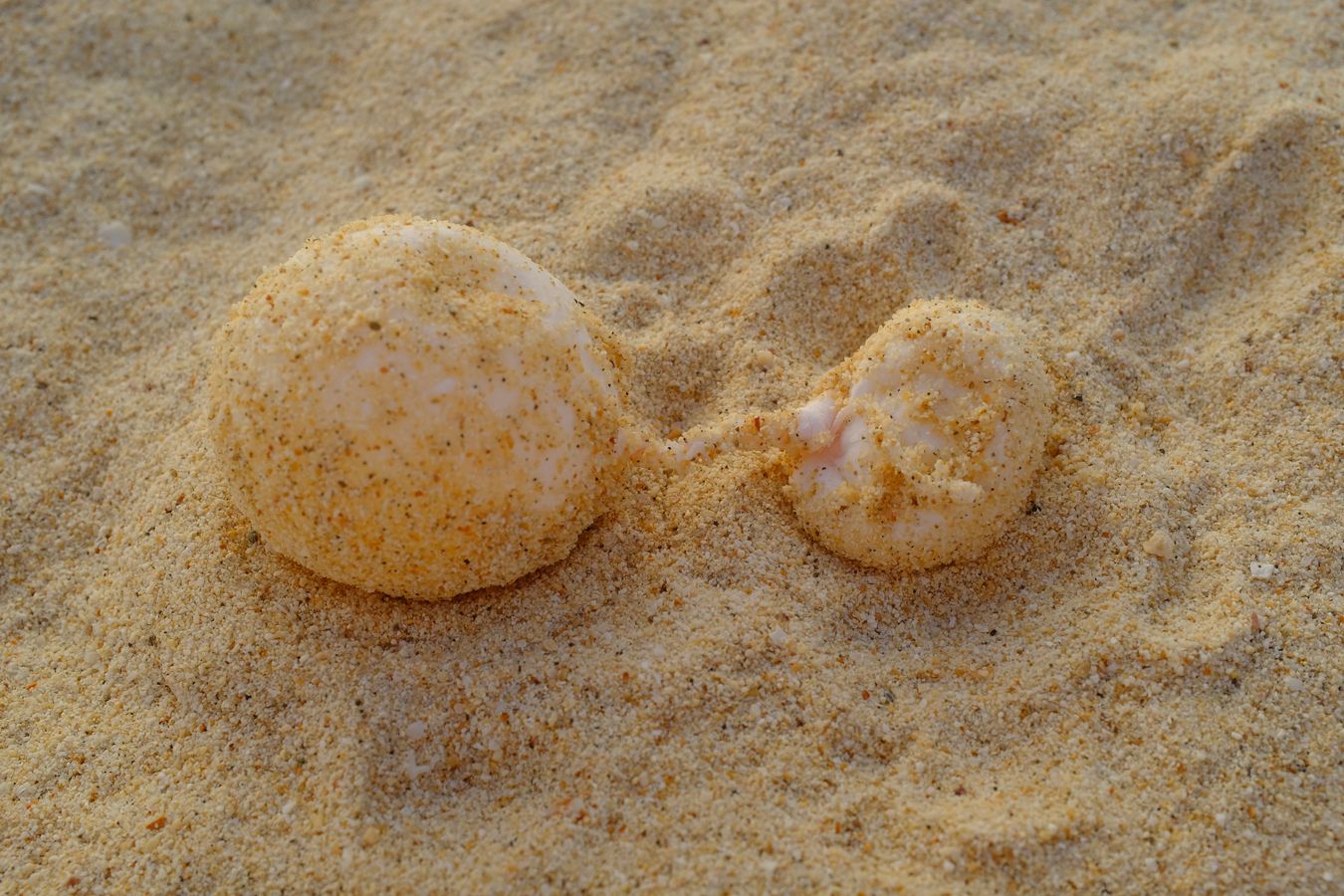Two green turtle eggs joined by a kind of umbilical cord. 