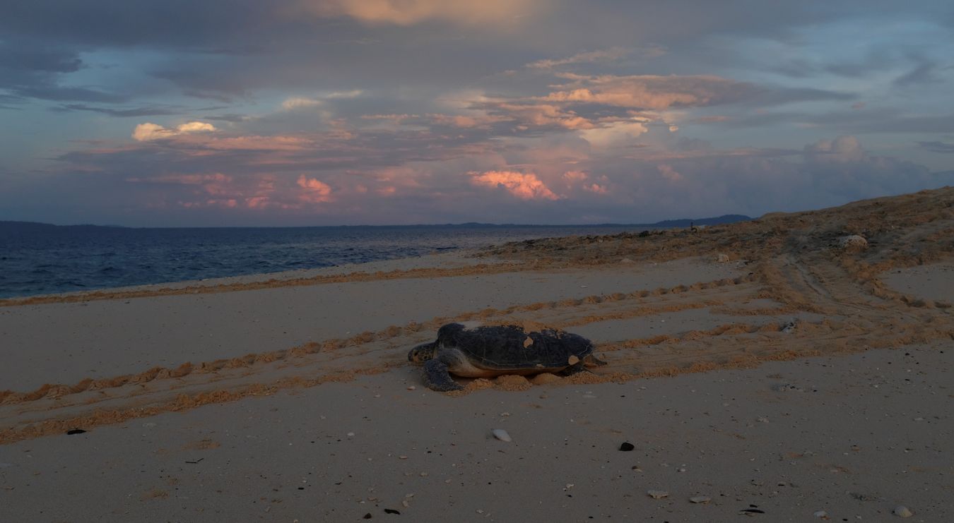 At dawn, a green turtle returns to the ocean after laying its eggs. 