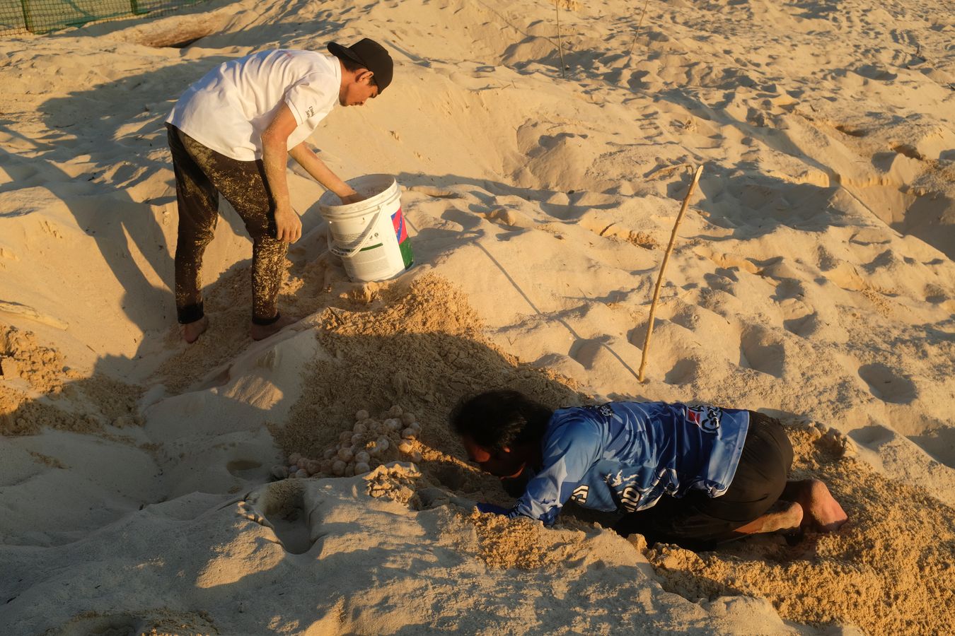 At sunset, rangers remove green turtle eggs from their nests to transfer to the hatchery.