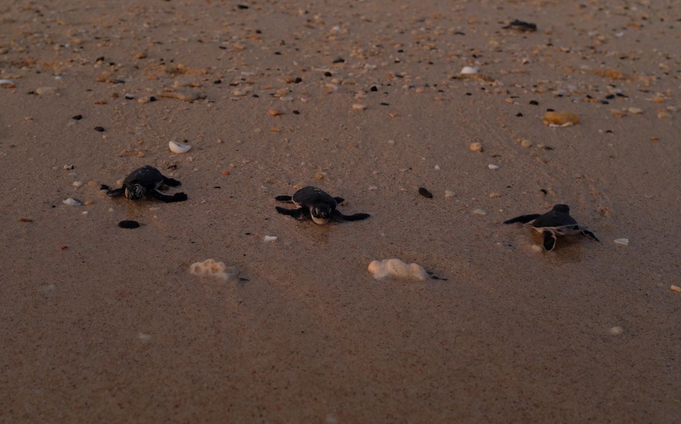 Curious image of three newborn green turtles, two move towards the sea, the third goes back and moves away from the sea.