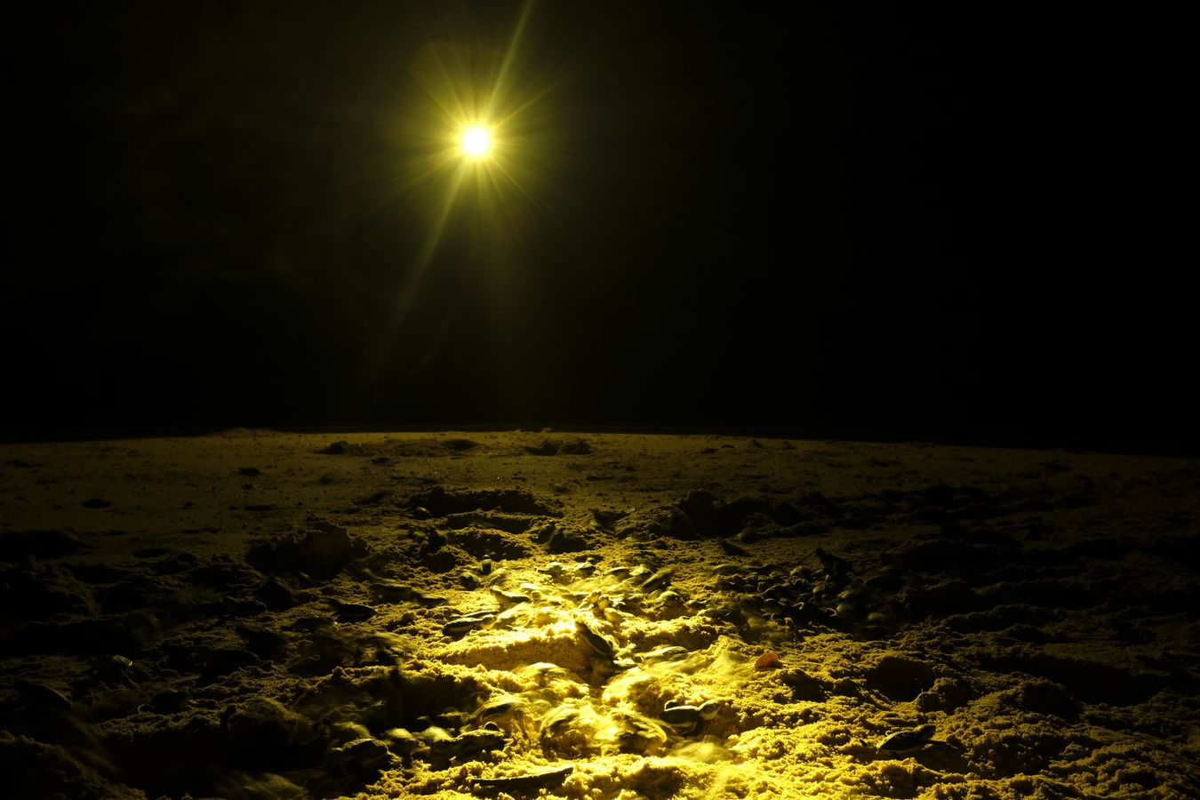 Ranger goes into the sea with the light of a lantern to attract the newly hatched green turtles towards the sea.